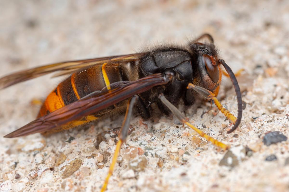 18 Tipos De Avispas En España Nombres Y Fotos 5066