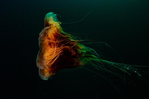 Medusa melena de león o Cyanea capillata - Características de Cyanea capillata
