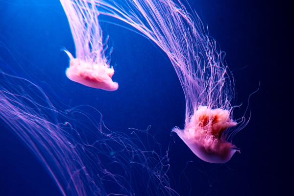 Medusa melena de león o Cyanea capillata - Comportamiento de Cyanea capillata