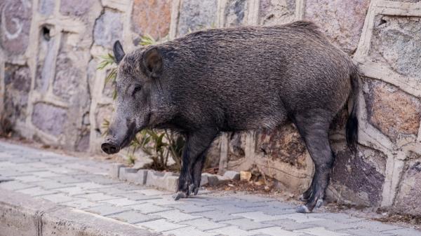 Los científicos analizan 400 jabalíes y confirman que los urbanos y los rurales son genéticamente diferentes - La vida en la ciudad está dejando huella en el ADN de los jabalíes