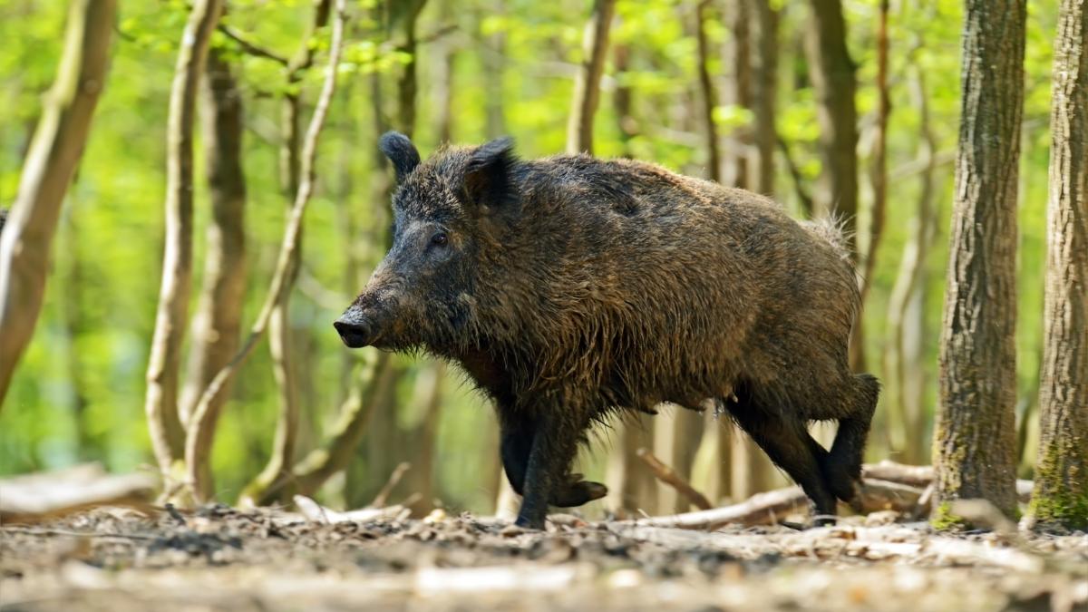 Los científicos analizan 400 jabalíes y confirman que los urbanos y los rurales son genéticamente diferentes