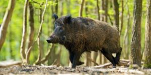Los científicos analizan 400 jabalíes y confirman que los urbanos y los rurales son genéticamente diferentes