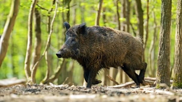 Los científicos analizan 400 jabalíes y confirman que los urbanos y los rurales son genéticamente diferentes