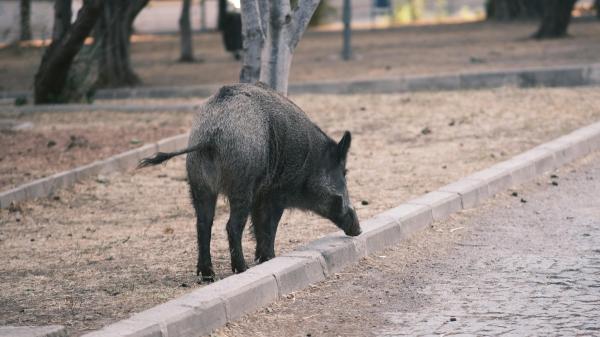 Los científicos analizan 400 jabalíes y confirman que los urbanos y los rurales son genéticamente diferentes - Los jabalíes urbanos crean sus propios grupos genéticos sin desconectarse del campo