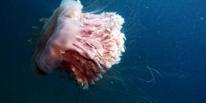 Medusa melena de león o Cyanea capillata