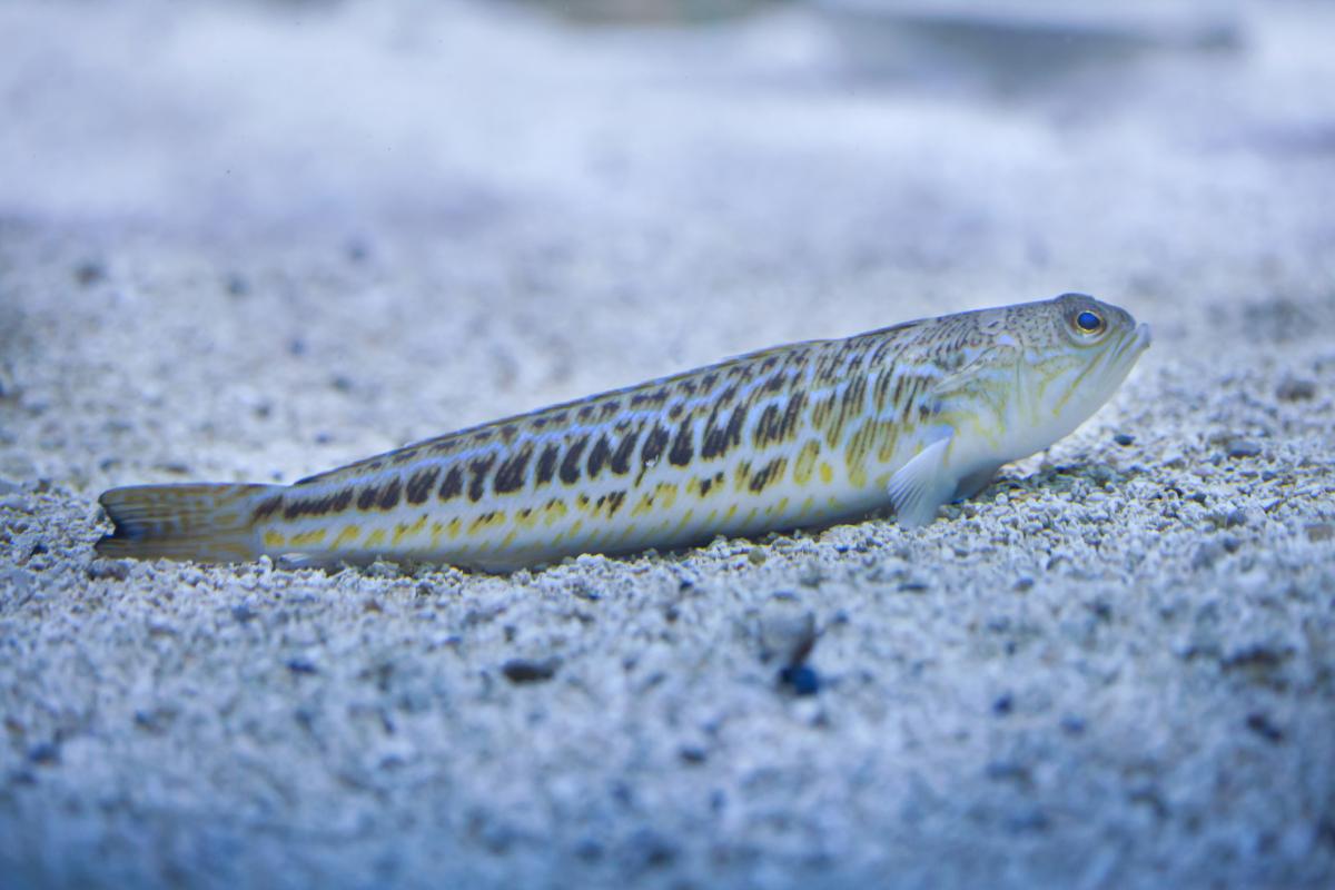 Pez araña: qué es, características y qué hacer con su picadura