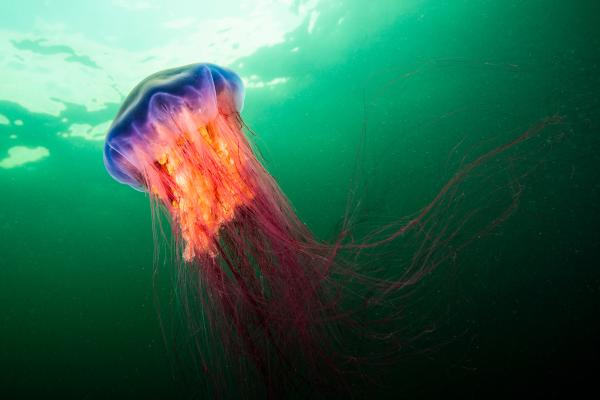 Medusa melena de león o Cyanea capillata - Reproducción de Cyanea capillata