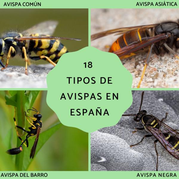 diferentes especies de avispas