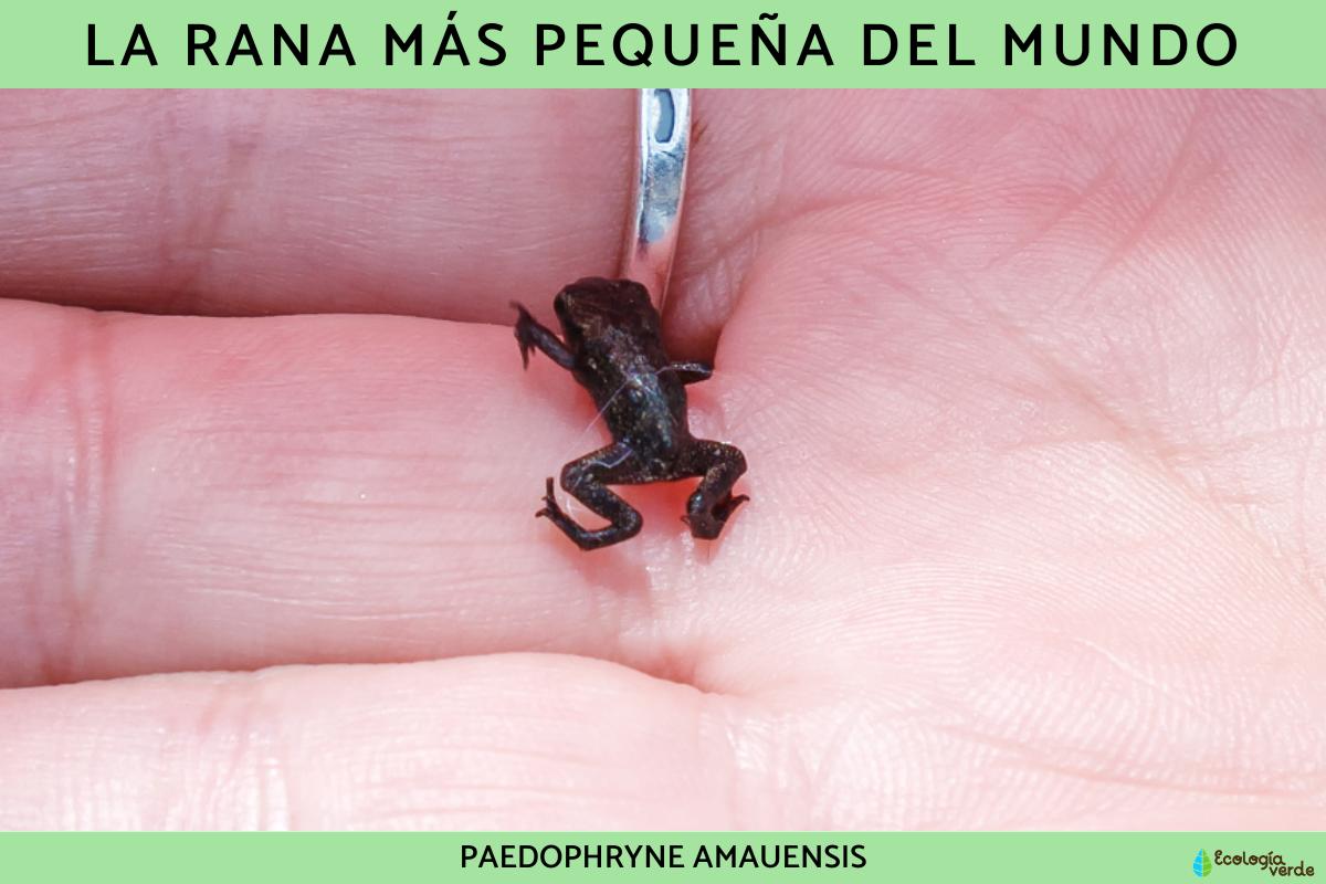 La rana más pequeña del mundo