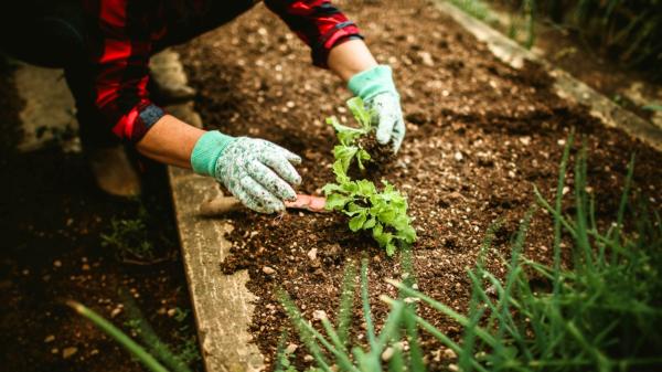 Qué plantar en octubre en el huerto en España: calendario, plantas y tareas importantes para este otoño - Qué plantar en octubre según la zona de España: las hortalizas que mejor se adaptan