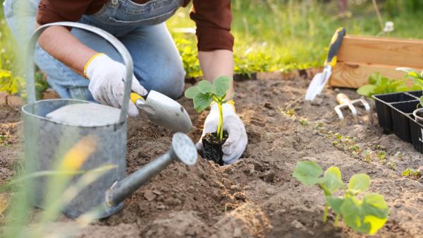 Qué plantar en octubre en el huerto en España: calendario, plantas y tareas importantes para este otoño - Qué sembrar en la primera y segunda quincena de octubre
