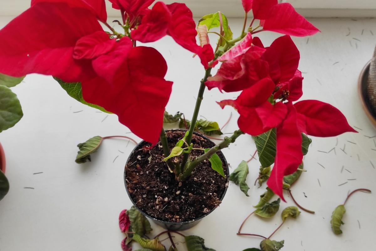 Flor de Pascua con las hojas caídas: por qué y qué hacer