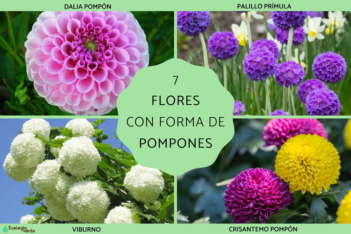 Flores con forma de pompones