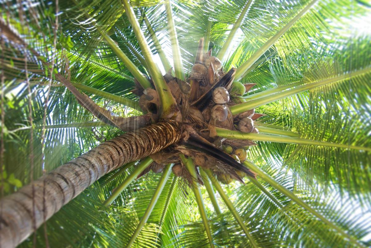 Cómo plantar una palmera y sus cuidados