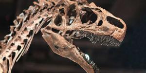 Consecuencias de la Evolución