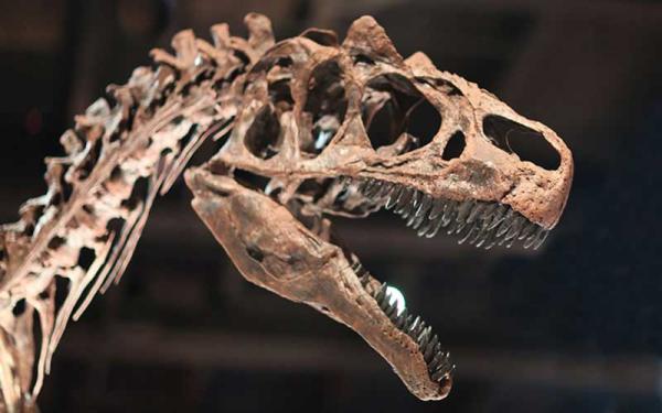 Consecuencias de la Evolución