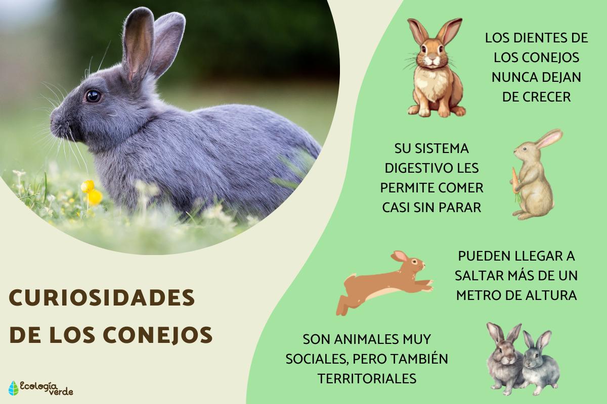 Curiosidades de los conejos