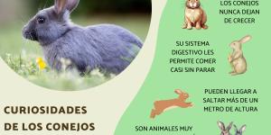 Curiosidades de los conejos