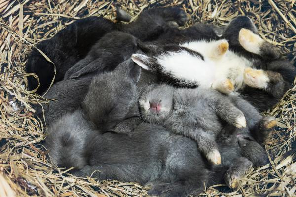 Curiosidades de los conejos - Duermen más de lo que parece