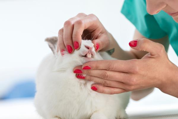 Curiosidades de los conejos - Los dientes de los conejos nunca dejan de crecer