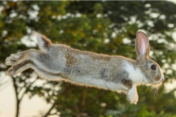 Curiosidades de los conejos - Pueden llegar a saltar más de un metro de altura