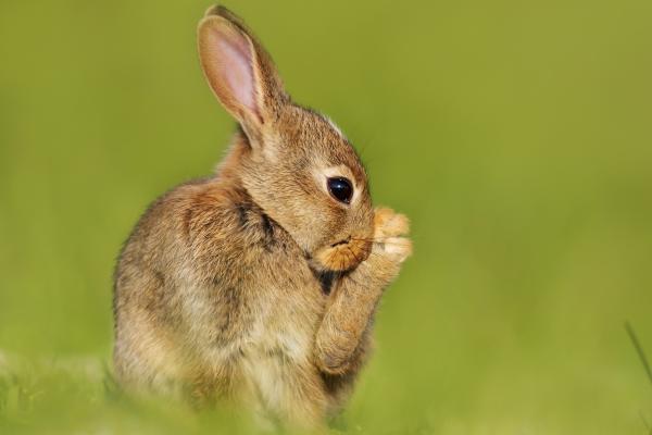 Curiosidades de los conejos - Son animales extremadamente limpios