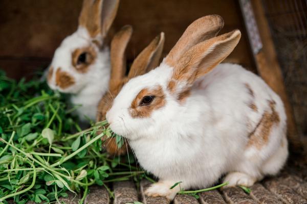 Curiosidades de los conejos - Su sistema digestivo les permite comer casi sin parar