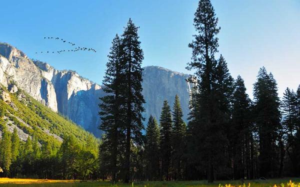 Plantas Terrestres - Importancia de las plantas terrestres