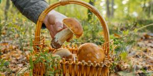 Micoturismo: qué es, dónde practicarlo y consejos para disfrutarlo