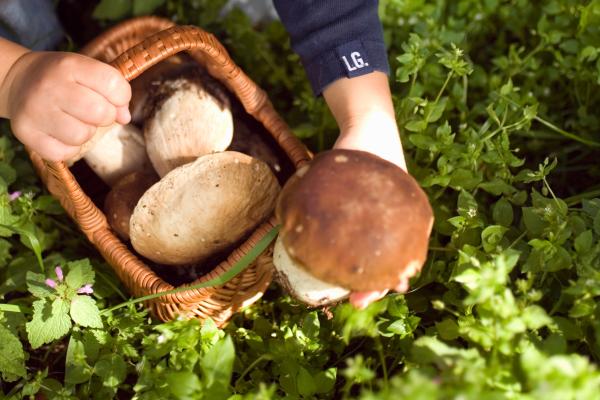 Micoturismo: qué es, dónde practicarlo y consejos para disfrutarlo - ¿Qué es el micoturismo o turismo de setas?