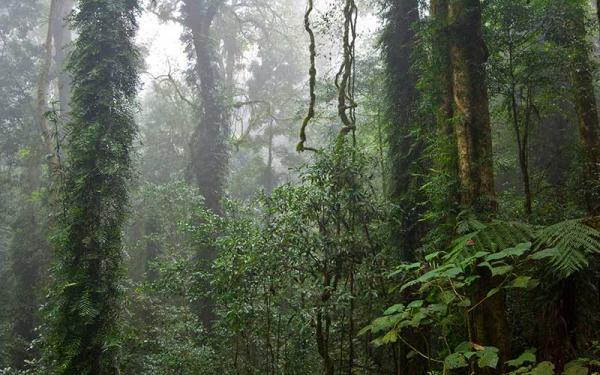 Plantas Terrestres - Tipos de plantas terrestres