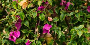 Buganvilla con hojas amarillas: qué significa y cómo devolverle su color verde a esta planta