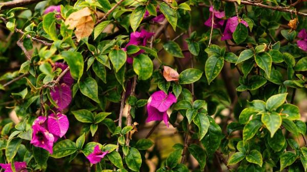 Buganvilla con hojas amarillas: qué significa y cómo devolverle su color verde a esta planta