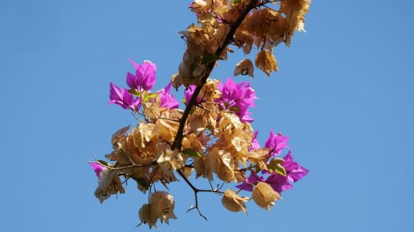 Buganvilla con hojas amarillas: qué significa y cómo devolverle su color verde a esta planta - Cuando la buganvilla se queda sin fuerza: señales de que necesita nutrientes