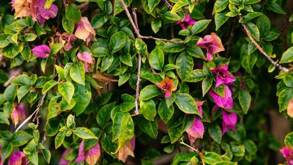 Buganvilla con hojas amarillas: qué significa y cómo devolverle su color verde a esta planta - ¿La estás regando demasiado? El error más común que amarillea la buganvilla