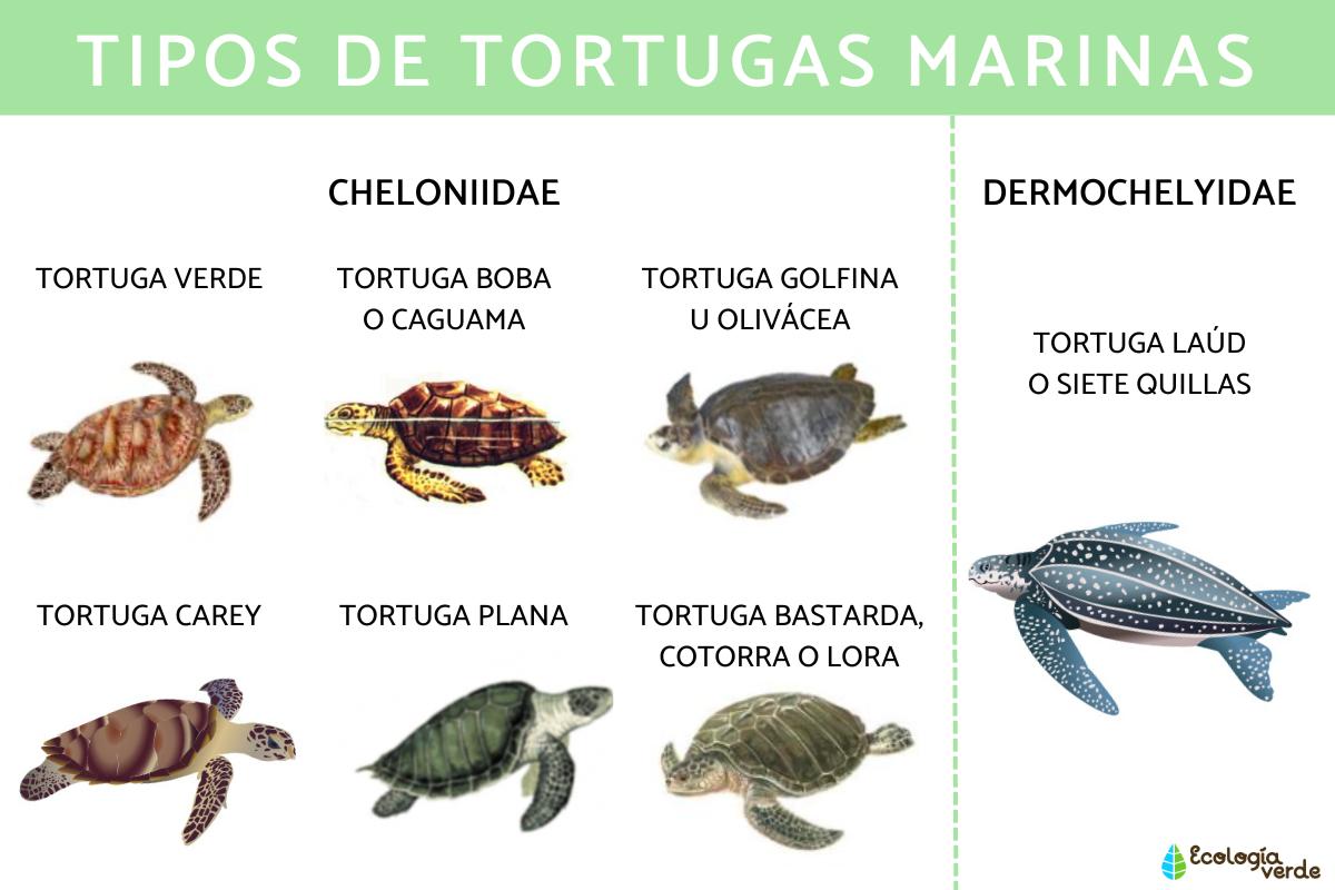 Tipos de tortugas marinas y sus características