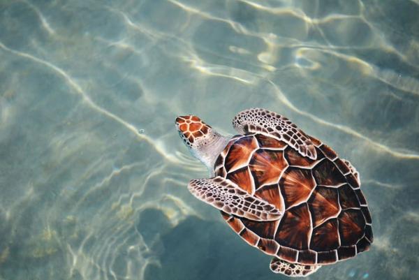 Tipos de tortugas marinas y sus características - Tortuga carey