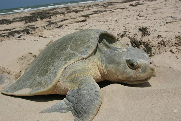 Tipos de tortugas marinas y sus características - Tortuga lora