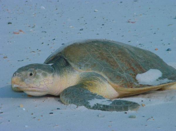 Tipos de tortugas marinas y sus características - Tortuga olivácea