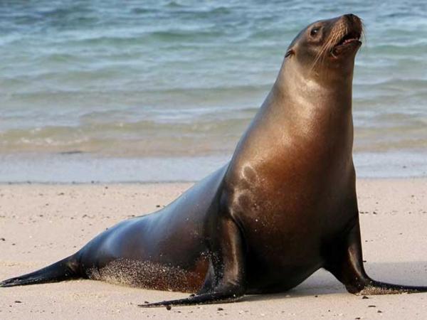 León Marino - Alimentación