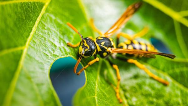 Cuáles son las plagas más comunes en plantas en primavera, cómo prevenirlas y cómo eliminarlas - Avispas en primavera: por qué aparecen en tus plantas y cómo actuar sin riesgos