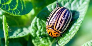 Cuáles son las plagas más comunes en plantas en primavera, cómo prevenirlas y cómo eliminarlas