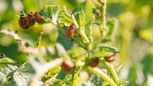 Cuáles son las plagas más comunes en plantas en primavera, cómo prevenirlas y cómo eliminarlas - Plaga de escarabajos en el jardín: daños y soluciones efectivas