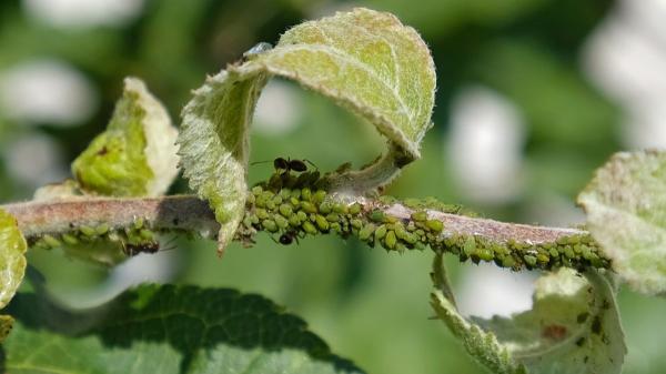 Cuáles son las plagas más comunes en plantas en primavera, cómo prevenirlas y cómo eliminarlas - Pulgones en las plantas: síntomas, daños y tratamientos eficaces