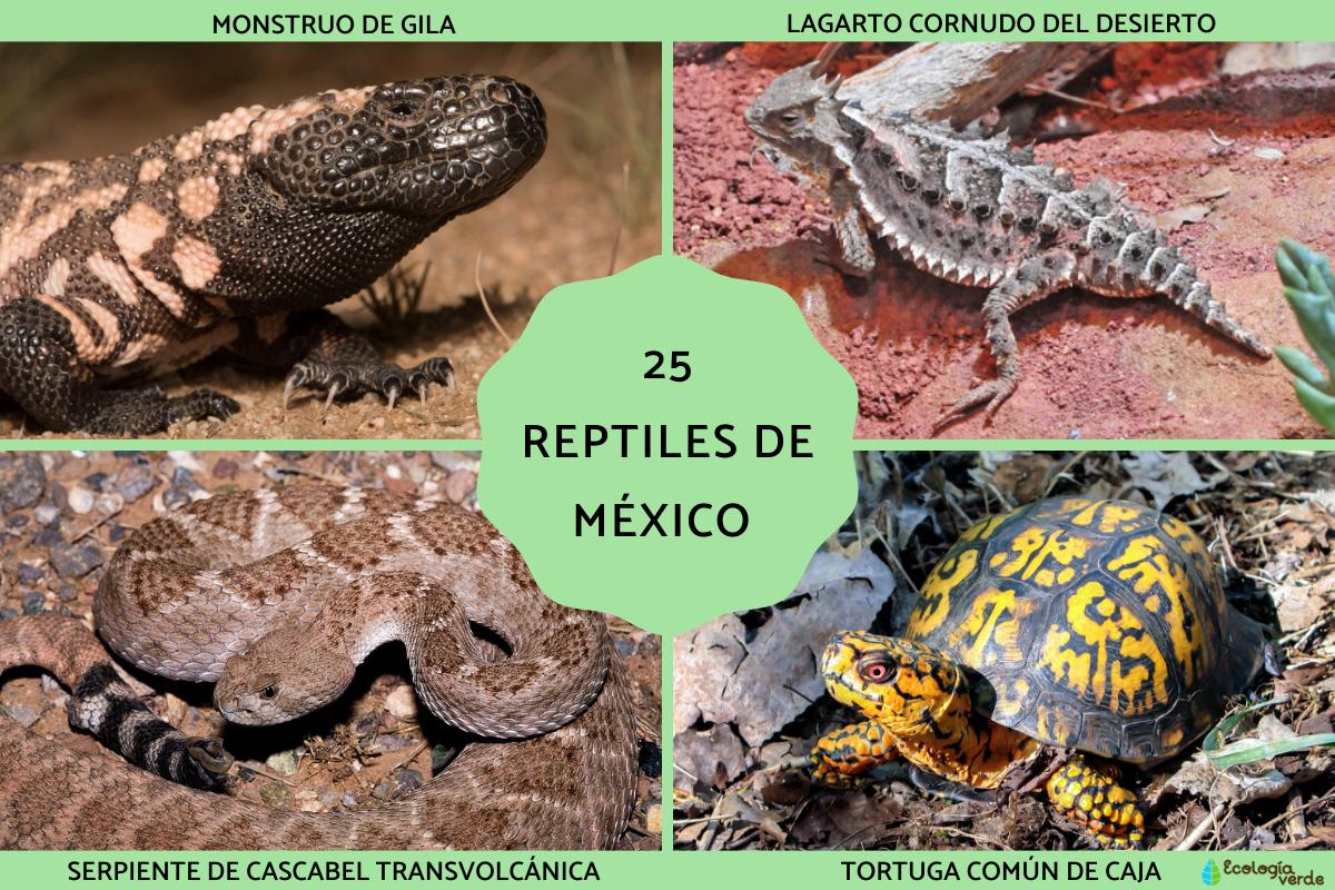 Reptiles de México