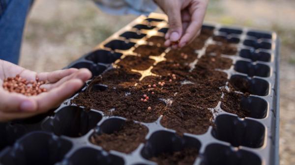 Qué plantar en junio en el huerto en España: calendario, plantas y tareas para mantenerlo - Calendario de siembra en mayo: qué plantar cada semana