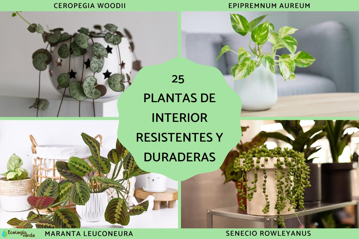 Plantas de interior resistentes y duraderas
