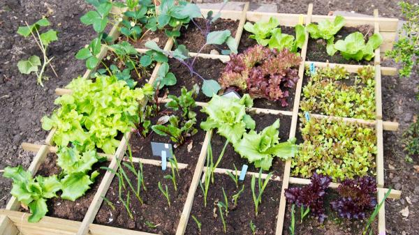 Qué plantar en junio en el huerto en España: calendario, plantas y tareas para mantenerlo - Qué plantar en junio en el huerto según tu zona climática en España