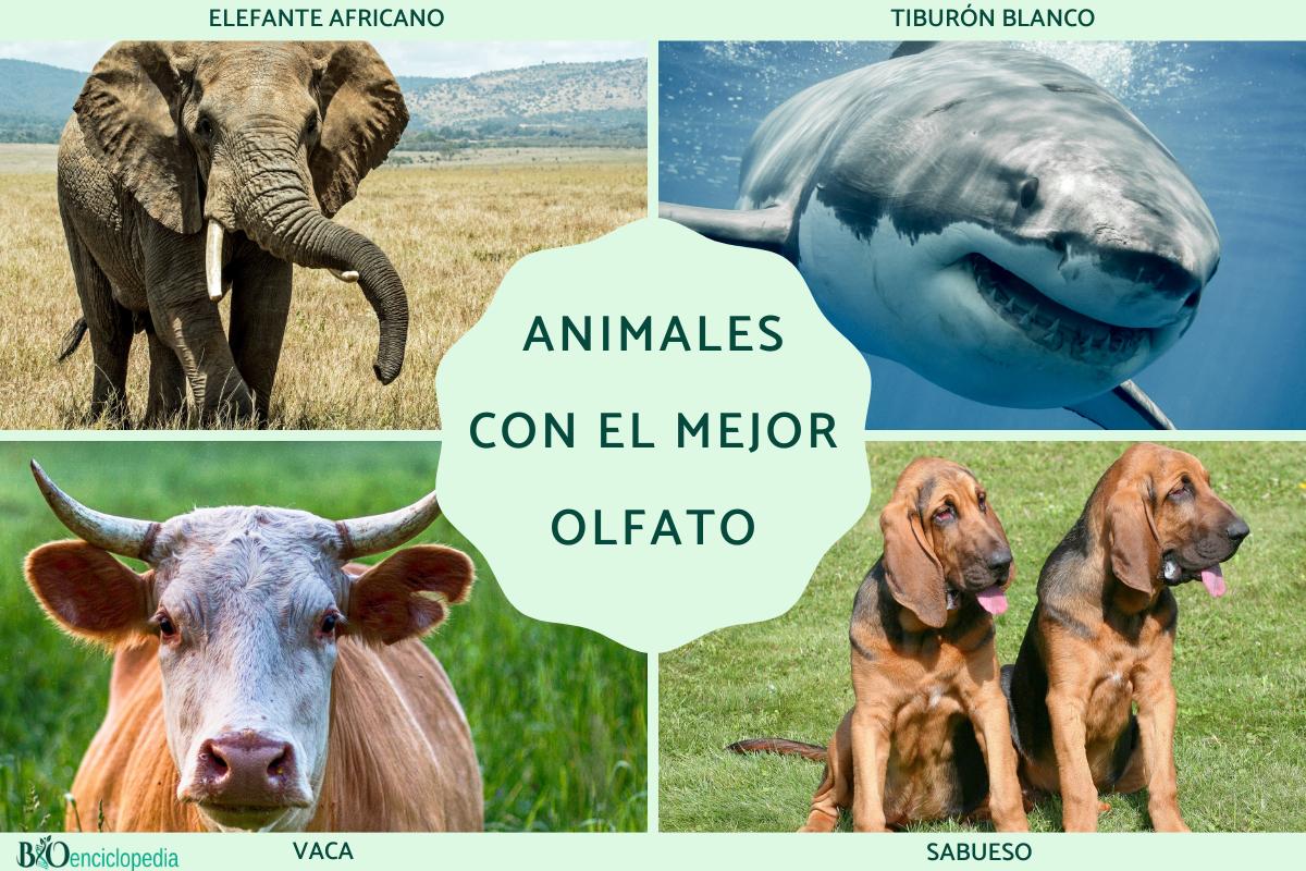 Animales con el mejor olfato