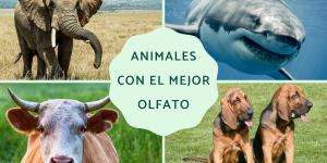 Animales con el mejor olfato